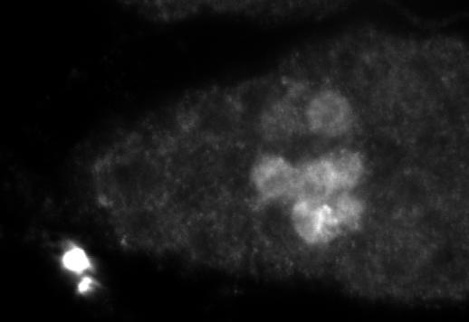 Conforme, tanto em invertebratos (Drosophila) quanto em vertebratos