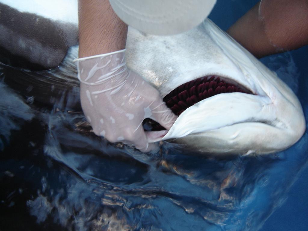 (Rachycentron canadum) (Laboratório de Piscicultura Marinha, UFRPE).