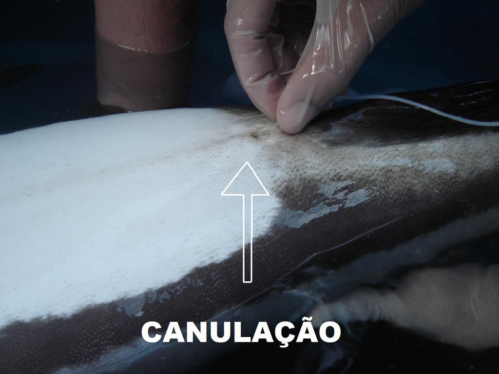 uma cânula plástica com aproximadamente 1 mm de diâmetro era introduzida no orifício urogenital do peixe.