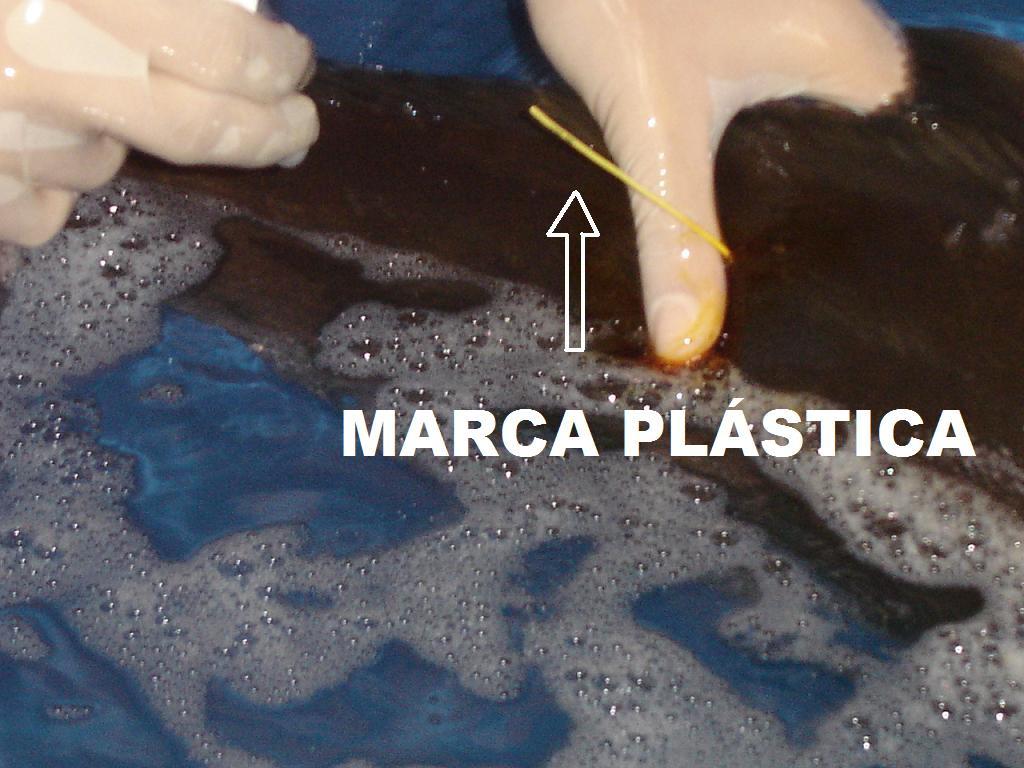 (Laboratório de Piscicultura Marinha, UFRPE). Figura 15.