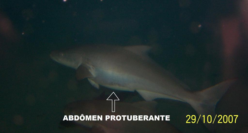 espontânea. Note o abdômen protuberante (Aqualider Maricultura Ltda.).