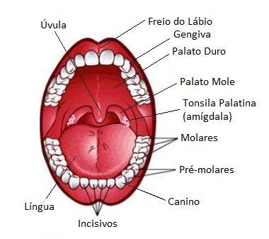 Alimento Bolo Alimentar (dextrinas) Quimo Quilo Bolo