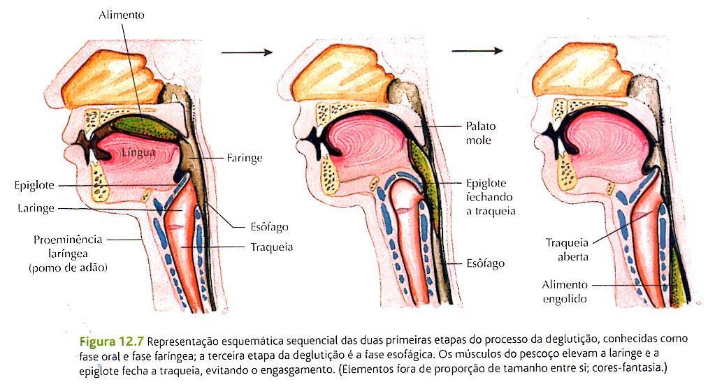 Compreende os processos de Mastigação, Insalivação e Deglutição; Digestão; Absorção de Nutrientes e Água; e Defecação.