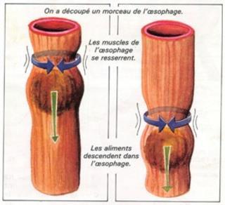 glândulas salivares, que produzem a saliva (com ph em torno de 6,7 = neutro); Língua mistura o alimento com a pelo processo de insalivação, transformando o