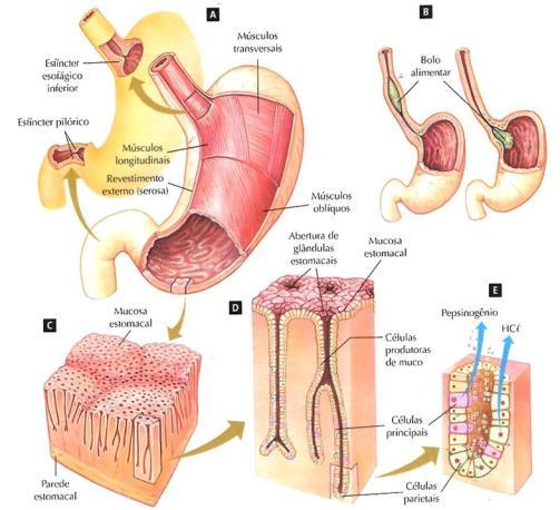 Ao chegar no duodeno (intestino delgado), milhares de glândulas da mucosa intestinal produzem e liberam o suco entérico.