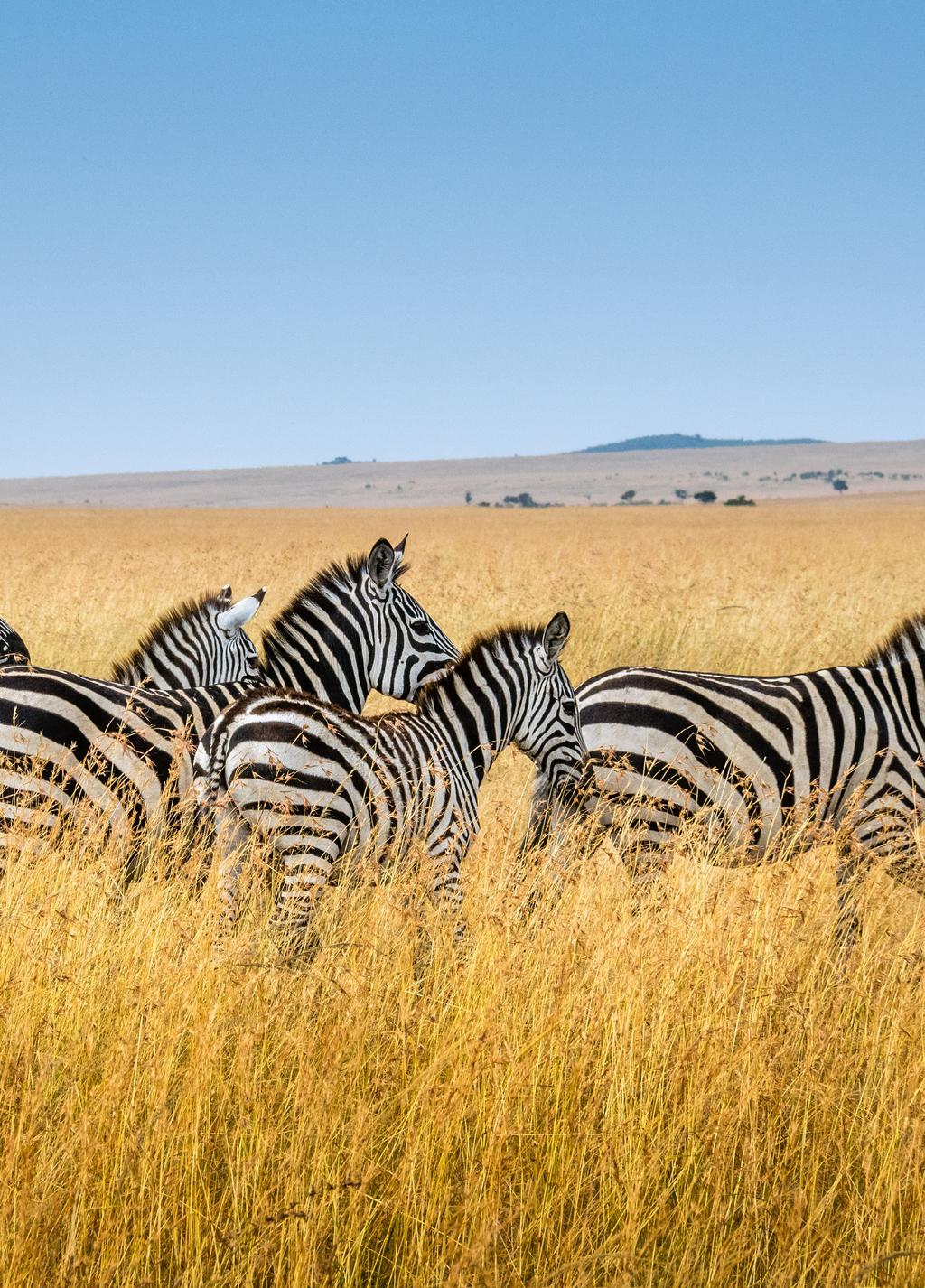 Aliás, o rio Chobe, que dá nome ao parque, delimita a fronteira do Botswana com a Namíbia.