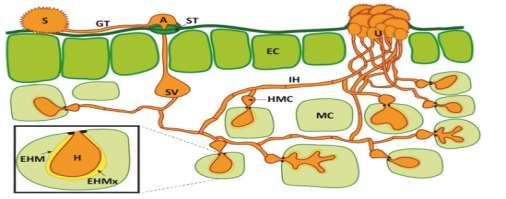 genes Rpp