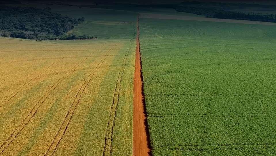 mesmo número de aplicações de fungicidas Suscetível Foto: A.