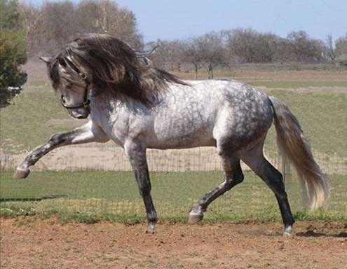 ANDALUZ Uma das mais antigas raças de cavalo, descendente do cavalo Espanhol, e figura entre os mais