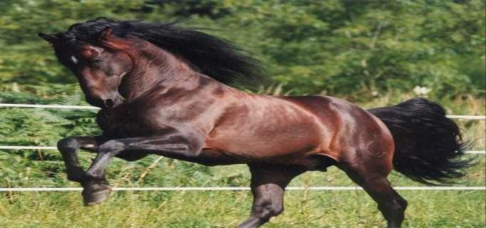 O cavalo Andaluz deu origem a maioria das raças modernas, como o Puro Sangue Inglês, entre outras.