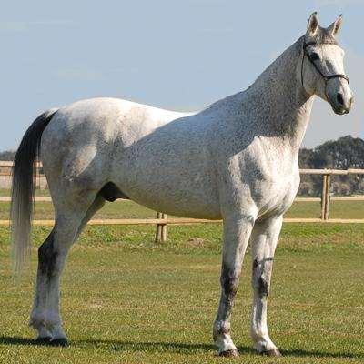 ANGLO ÁRABE É uma raça resultante do cruzamento entre o cavalo Árabe e o Puro Sangue Inglês (PSI).