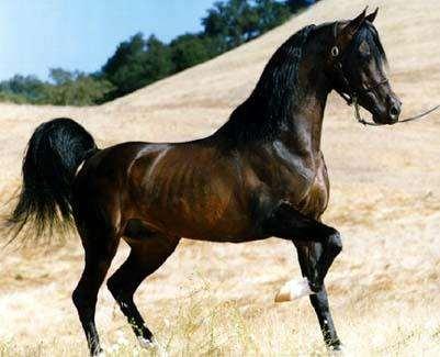CAVALO ÁRABE O cavalo Árabe originou-se no Oriente Médio.