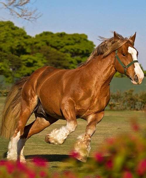 Primeiros Cavalos no Brasil O cavalo é descendente de uma linha evolutiva com cerca de sessenta milhões de anos.