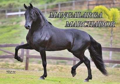 MANGALARGA MARCHADOR A raça Mangalarga Marchador é tipicamente brasileira e surgiu há cerca de 200 anos no Sul de Minas, através do cruzamento de cavalos da raça Alter
