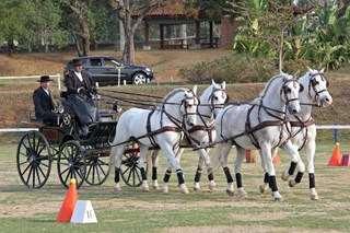 LUSITANO O Puro Sangue Lusitano é um cavalo conhecido por ser a raça de cavalo de sela mais antiga do mundo.