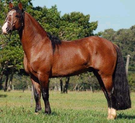 CRIOUL O O cavalo Crioulo tem sua origem nos equinos Andaluz e Jacas espanhóis, trazidos da península ibérica