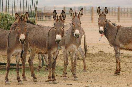 Jumento = macho chamamos de Burro.