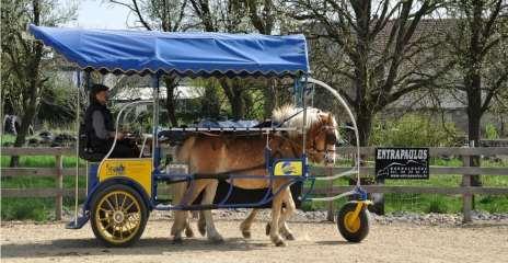 com cavalos Estimula o