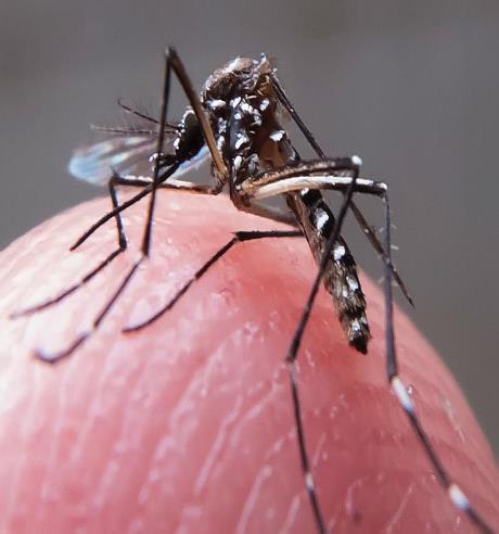 MINAS GERAIS Minas Gerais registra sete mortes por dengue neste ano Outros nove óbitos ainda são investigados no estado.