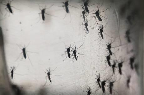 BRASIL Estudo genético aponta que zika veio para o Brasil do Haiti Estudo da Fiocruz em Pernambuco rastreou os caminhos Zika.