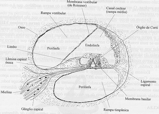 A Cóclea