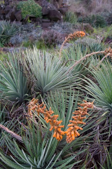 Dyckia sp.