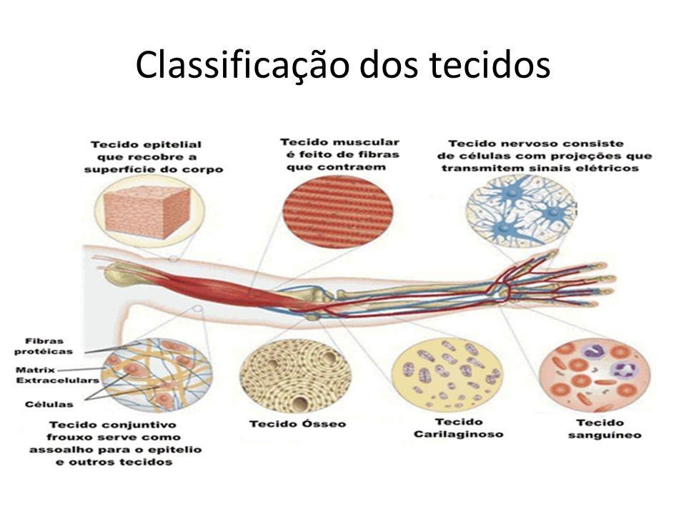 4 TIPOS DE TECIDOS TECIDO EPITELIAL revestimento e glandular TECIDO CONJUNTIVO TCPD (denso e frouxo), tecido de sustentação (ósseo