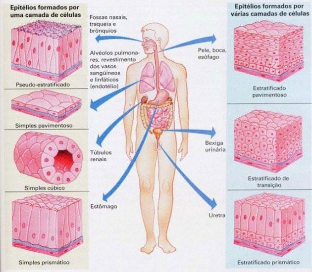 TECIDO EPITELIAL Tecidos de revestimento e proteção do organismo.