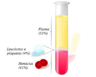 Possui diferentes células com diferentes funções.