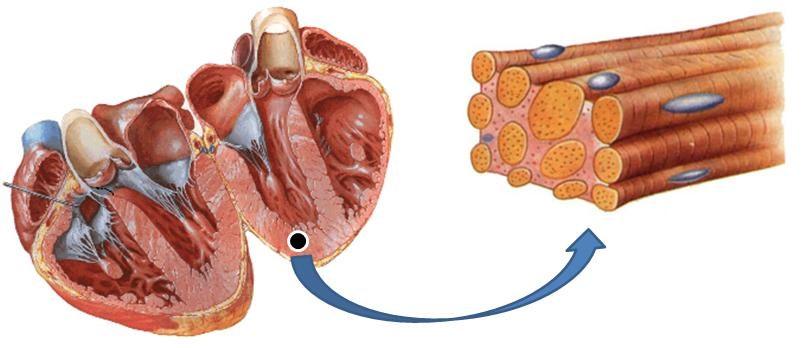 TECIDO ESTRIADO CARDÍACO Tem fibras estriadas, porém de ação