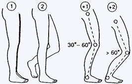 joelhos entre 30 a 60 + 2 se os joelhos estão flexionados mais 60 (salvo postura sedentária) Carga/Força Carga: Pontuação 0 + 1 movimentos