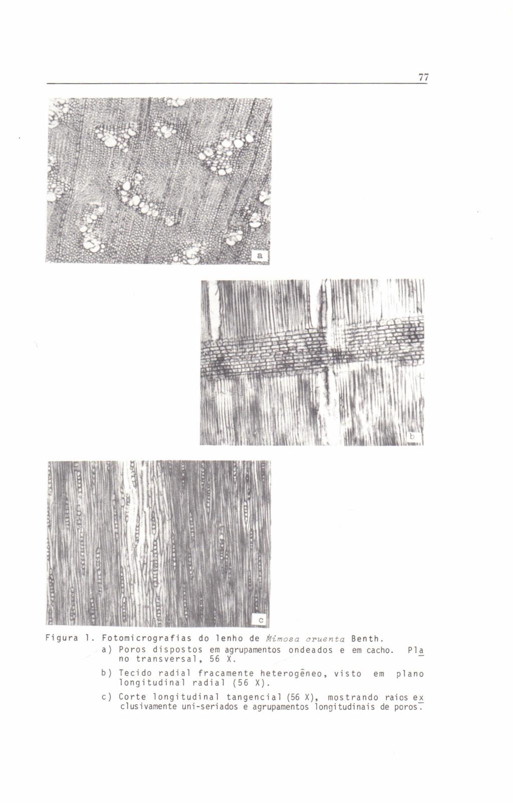 77 Figura 1. Fotomicrografias do lenho de Mimosa cruenta Benth. a) Poros dispostos em agrupamentos ondeados e em cacho. Pla no transversal, 56 X.