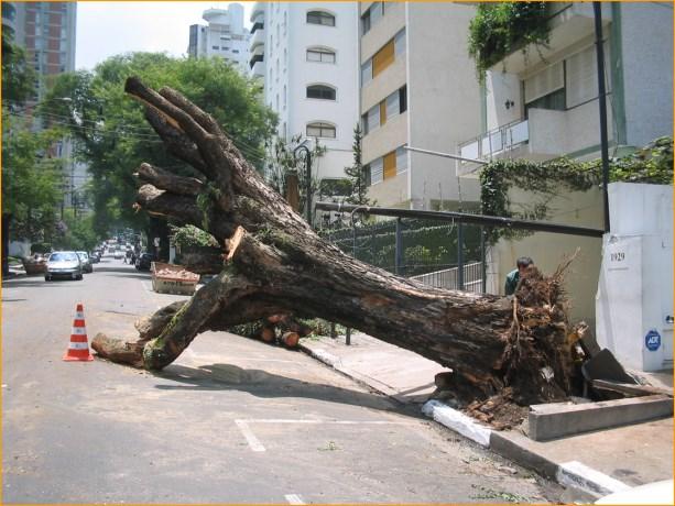 Avaliação de risco Áreas do conhecimento BOTÂNICA Taxonomia Morfologia externa Anatomia