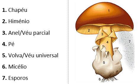 Caraterísticas morfológicas (macroscópicas): Apesar de existirem muitas formas de cogumelos, a maioria apresenta uma morfologia típica: chapéu e pé.