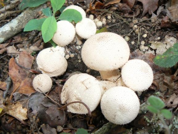 , Laccaria spp. e Mycena spp., géneros incluídos na Ordem Agaricales.