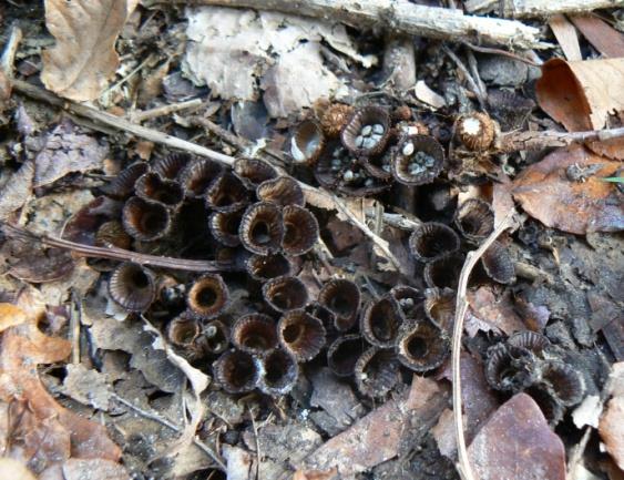 Naucoria salicis e Laccaria pumila).