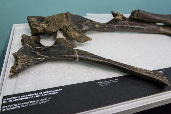 2 de 7 Lisboa (Muhnac), em Lisboa, que identificou os ossos como fósseis sendo de um dos maiores carnívoros do Jurássico.
