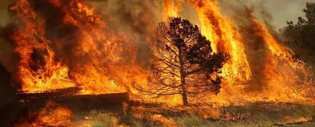 As queimadas são um dos principais problemas ambientais da atualidade. Já aconteceu queimada próximo da sua casa? Você já viu uma queimada?