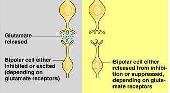 de Glutamato Excitação das Células bipolares Hiperpolarizantes (PIPS)