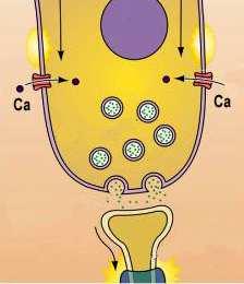 RECEPTOR