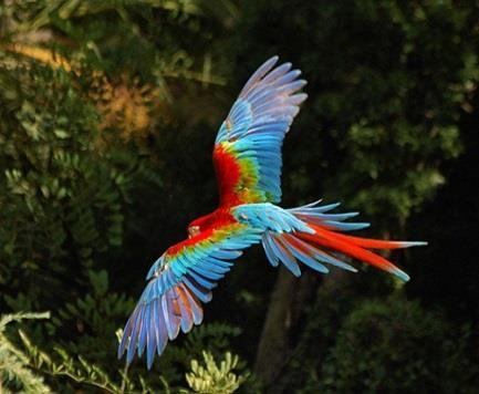 feira O Instituto Butantan, órgão da Secretaria de Estado da Saúde, recebe entre os dias 20 e 22 de maio um dos maiores encontros de observação de aves da América Latina, o Avistar Brasil 2016.