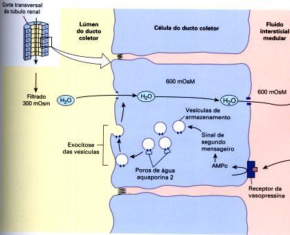 Aumento da osmolaridade do LEC Aquaporinas Aumento da osmolaridade do interstício cerebral Perda de água pelos osmorreceptores 4.