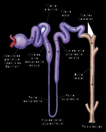 DIURESE acontece com: osmolaridade corporal baixa baixa secreção de ADH /1 mosm até 150 mosm até 1 mosm Filtrado Glomerular 1 mosm+4l Urina +3L até /1 mosm Retorno para o corpo mosm+1l Aumento da