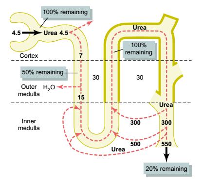 Reabsorção de ureia pelo ducto coletor 0 0 Sistema contracorrente permutador dos vasos retos Pressões de Starling (fluxo de volume) P.