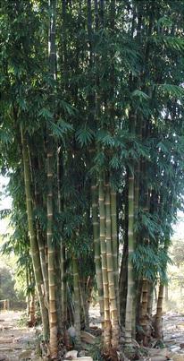 14 4. REVISÃO BIBLIOGRÁFICA 4.1. A Espécie Dendrocalamus giganteus Munro A espécie Dendrocalamus giganteus Munro, conhecida como bambu gigante ou bambu balde, destaca-se entre as espécies introduzidas no Brasil (Figura 1).