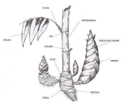 15 hábito arborescente, com parte aérea constituída de colmo, folhas e ramificações, e parte subterrânea constituída por rizoma e raízes.