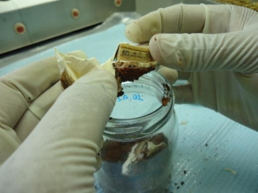 Os corpos de prova permaneceram em contato com os fungos por 12 semanas dentro da incubadora.