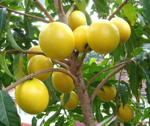 ABIU SILVESTRE ASPECTOS ECOLÓGICOS rústica, com baixa exigência