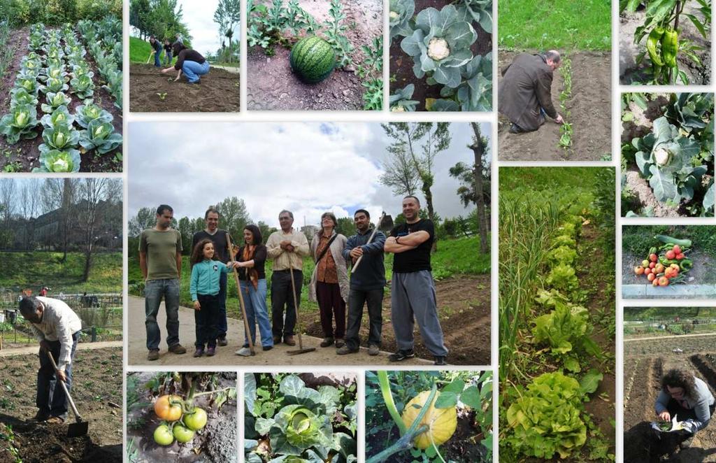 2.2 EDUCAÇÃO AMBIENTAL 2.2.1 HORTA PEDAGÓGICA Foi realizada a preparação da terra e várias plantações e sementeiras de produtos hortícolas, sob orientação do associado João Ferreira, em diversos momentos ao longo do ano.