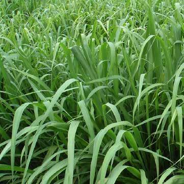 GRAMÍNEAS Panicum maximum cv. Tanzânia. Panicum maximum cv. Miyagui. Ótimo para sistema rotacionado de corte e leite. Para bovinos de leite e de corte em sistema rotacionado.